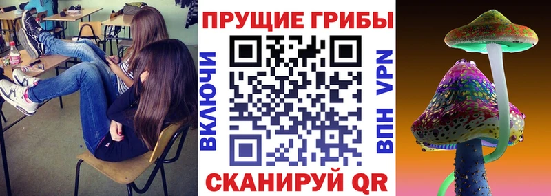 Галлюциногенные грибы Psilocybine cubensis  купить наркотики сайты  Новый Уренгой 